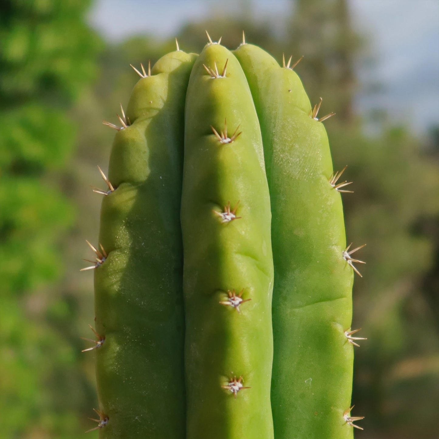 San Pedro Cactus 'Echinopsis pachanoi'