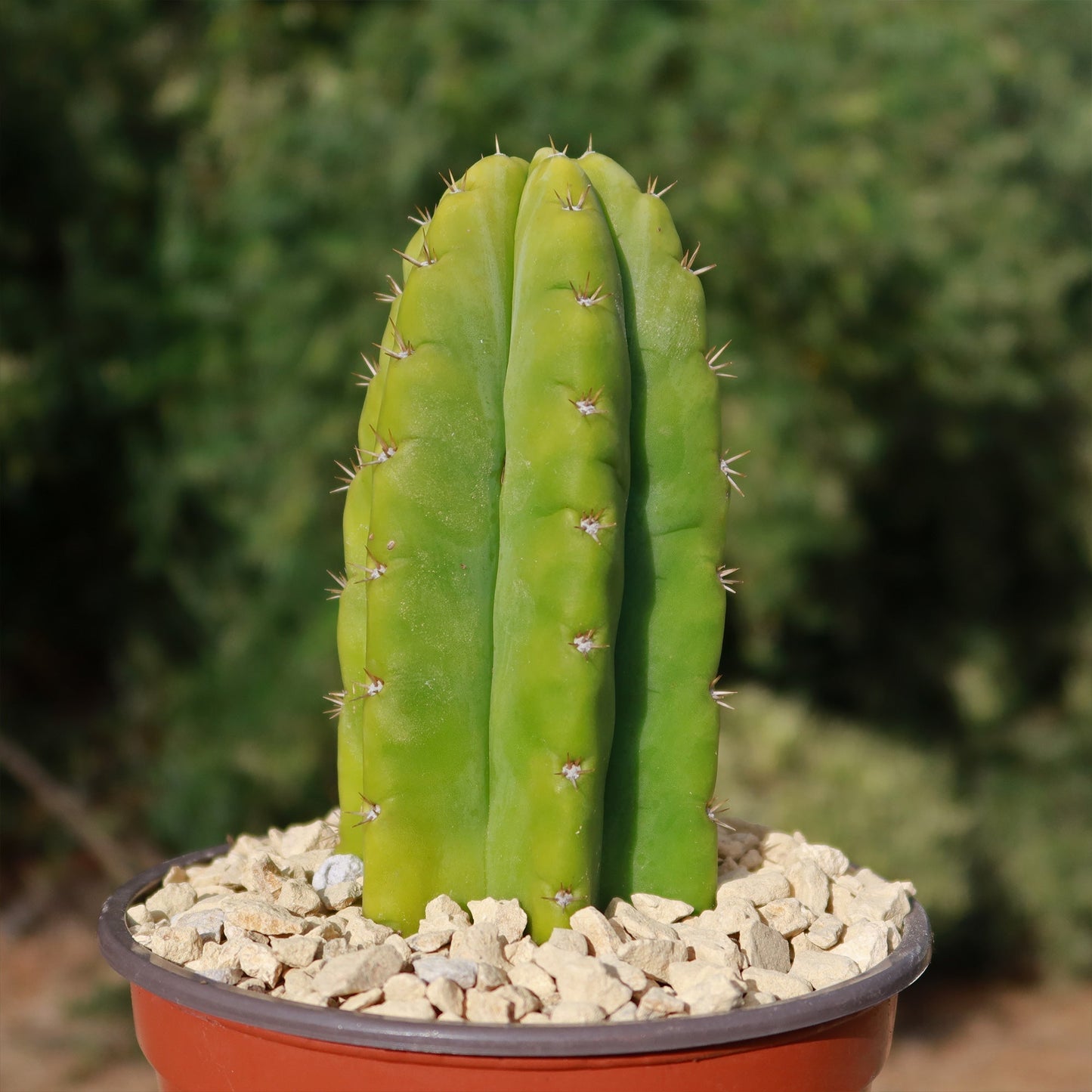 San Pedro Cactus 'Echinopsis pachanoi'