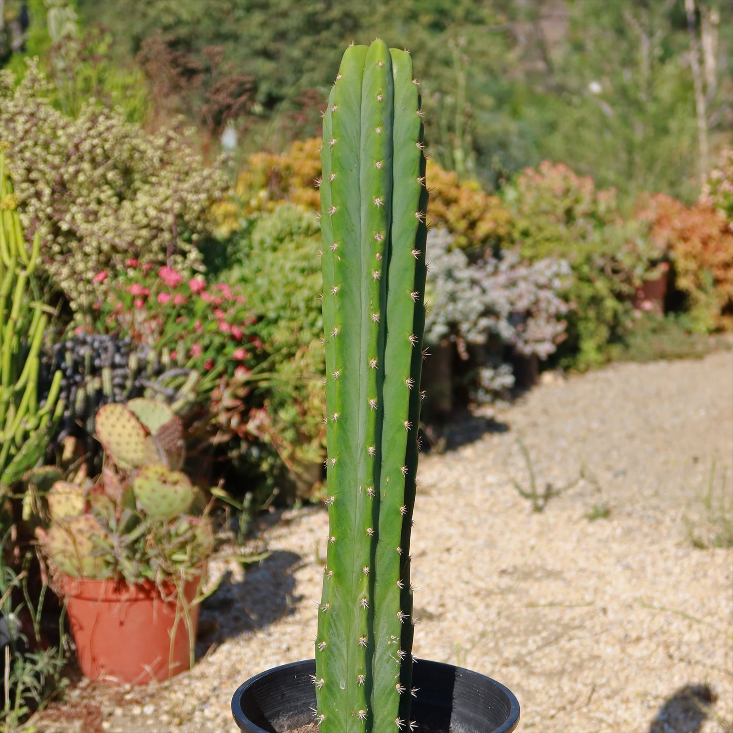 San Pedro Cactus 'Echinopsis pachanoi'