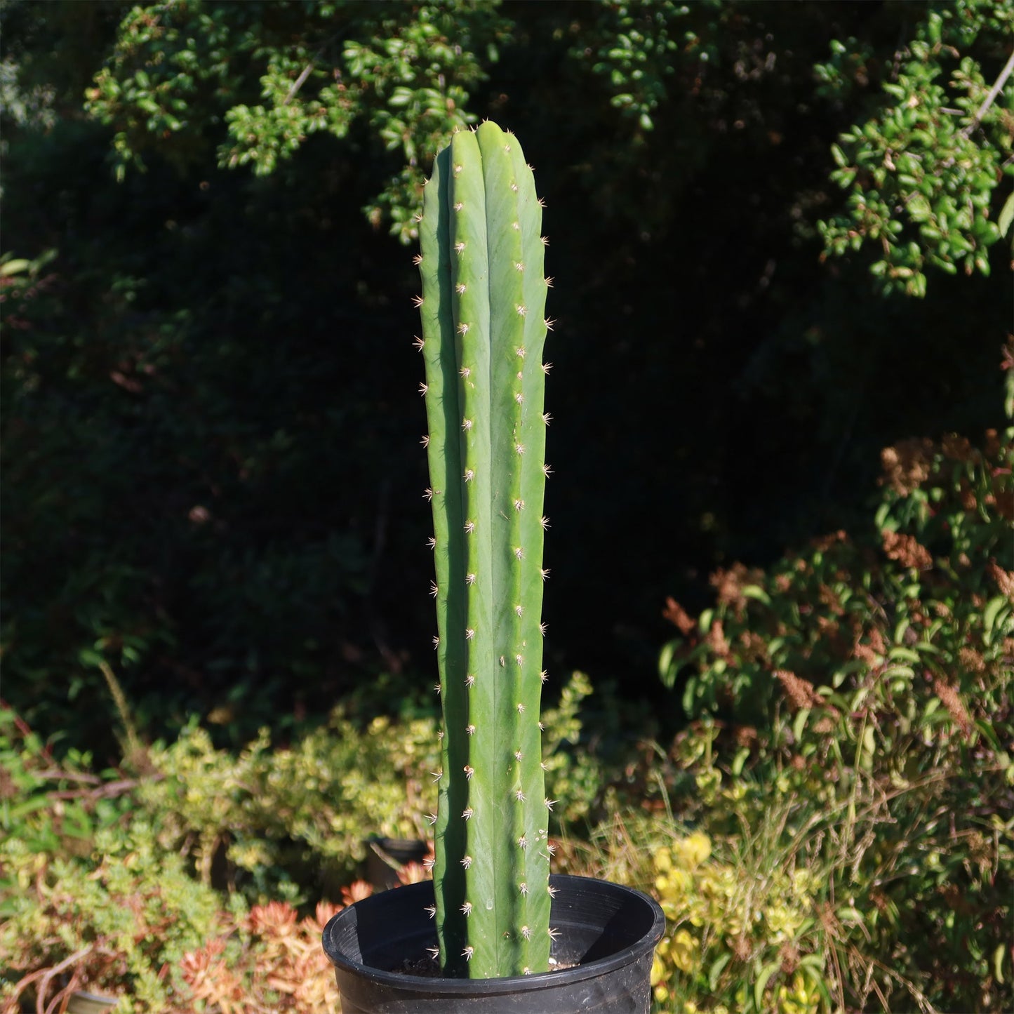 San Pedro Cactus 'Echinopsis pachanoi'