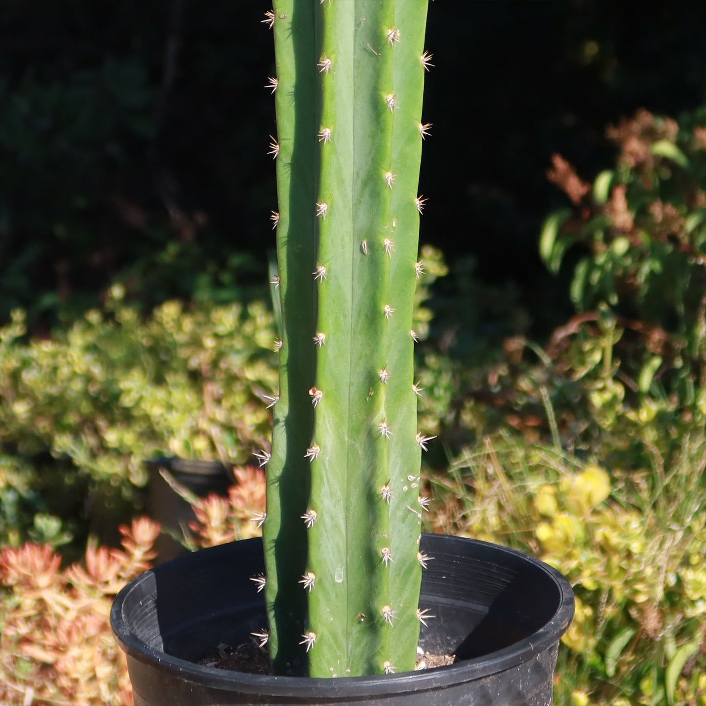 San Pedro Cactus 'Echinopsis pachanoi'