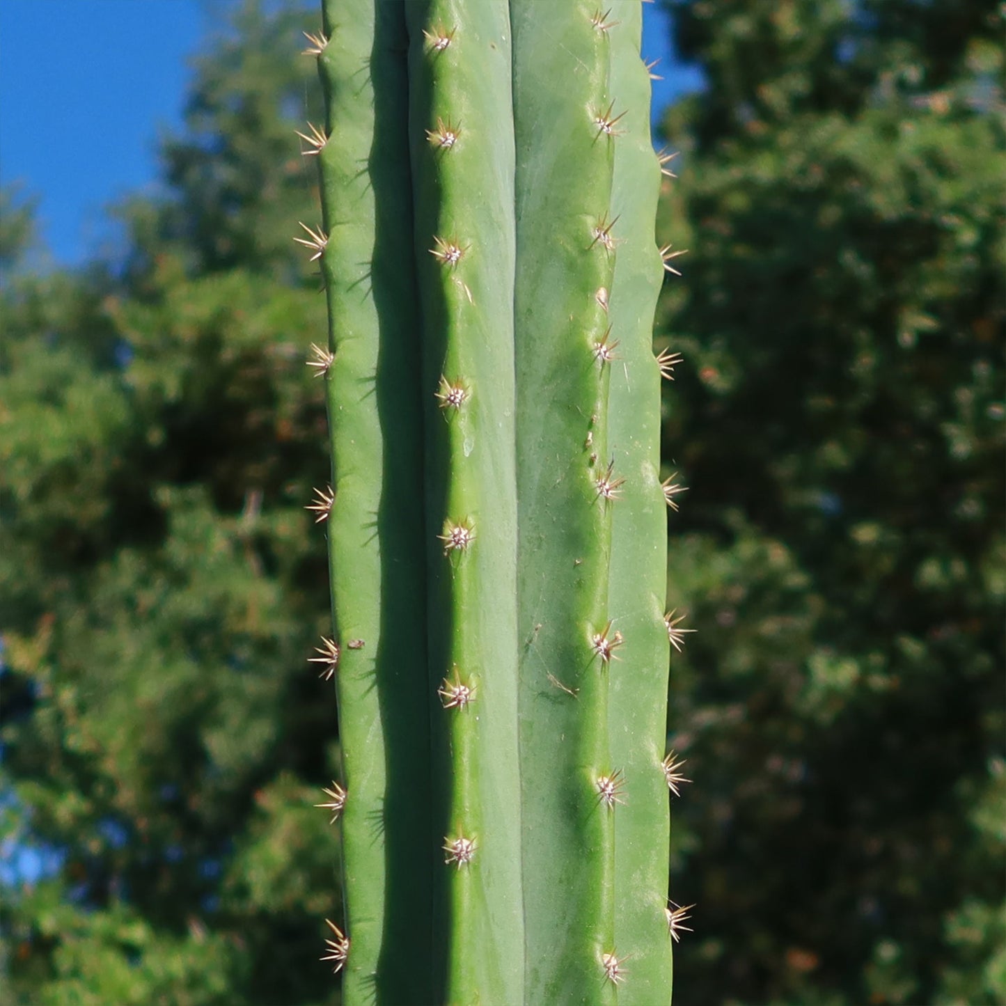 San Pedro Cactus 'Echinopsis pachanoi'