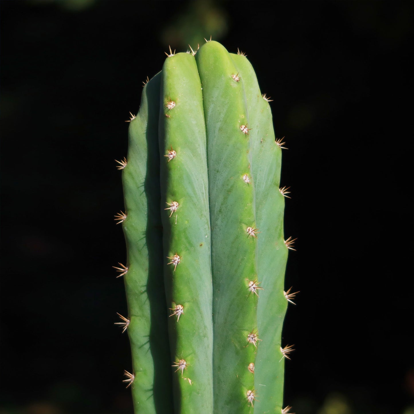San Pedro Cactus 'Echinopsis pachanoi'
