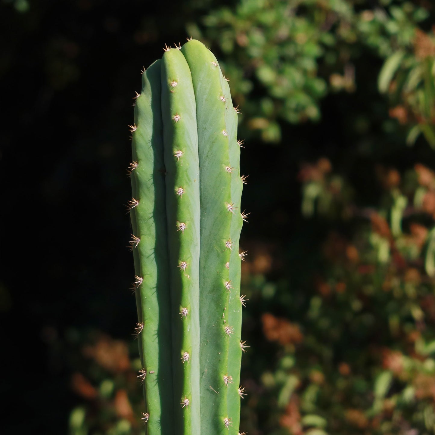 San Pedro Cactus 'Echinopsis pachanoi'