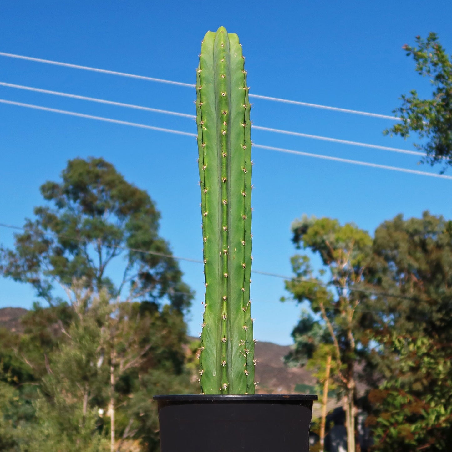 San Pedro Cactus 'Echinopsis pachanoi'