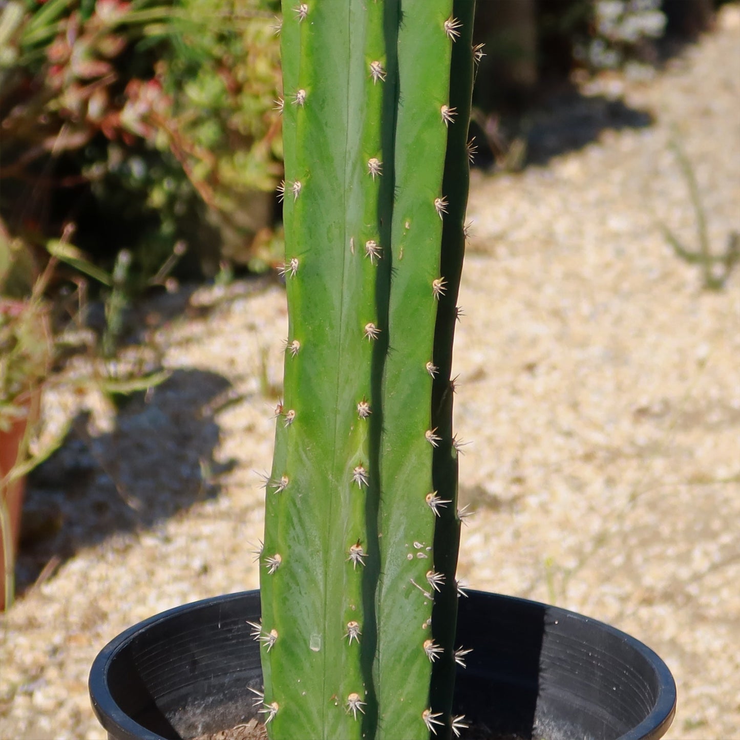 San Pedro Cactus 'Echinopsis pachanoi'