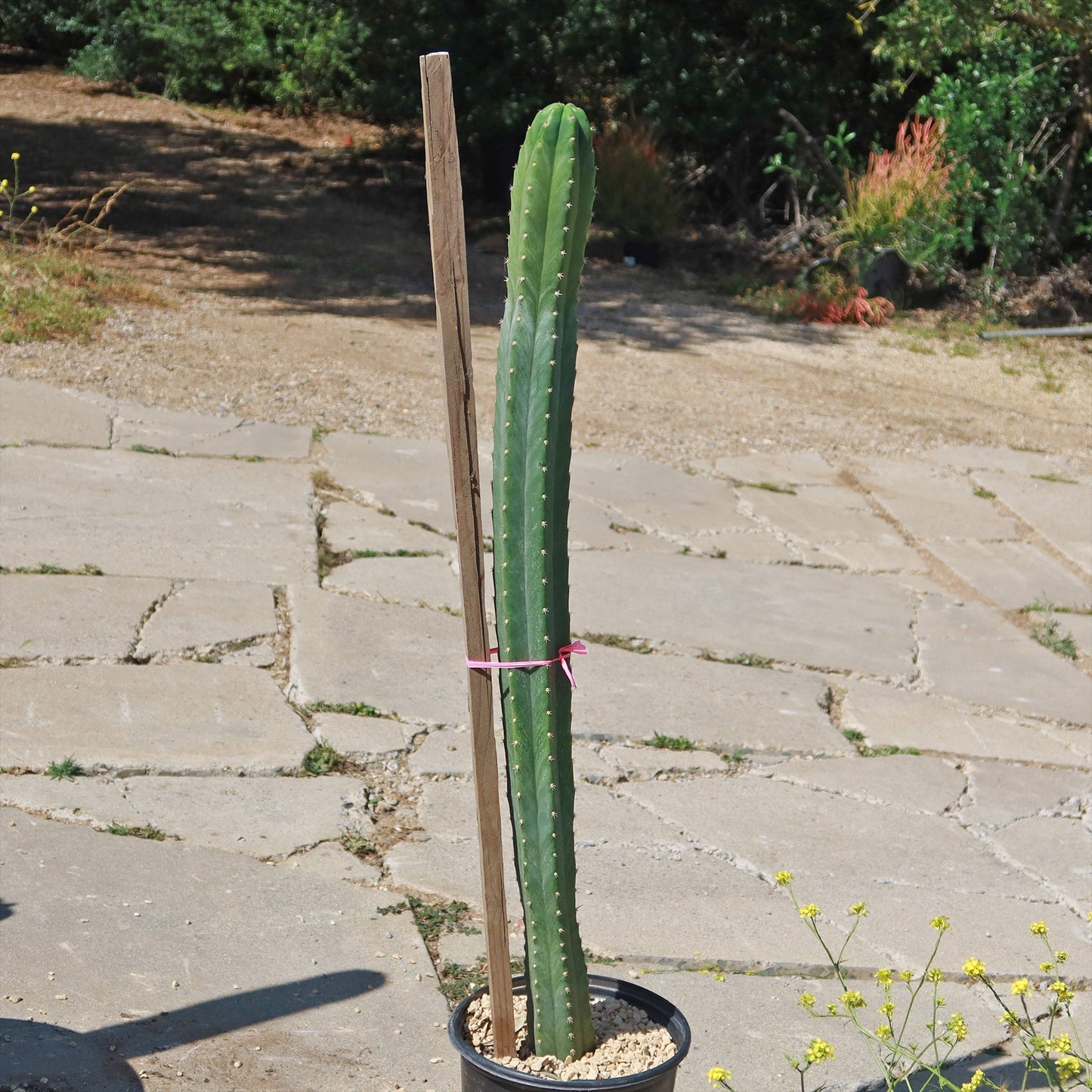 San Pedro Cactus 'Echinopsis pachanoi'
