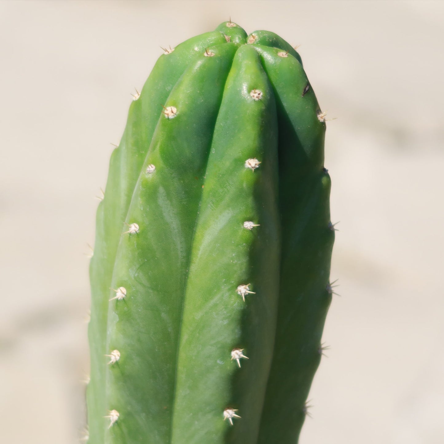 San Pedro Cactus 'Echinopsis pachanoi'