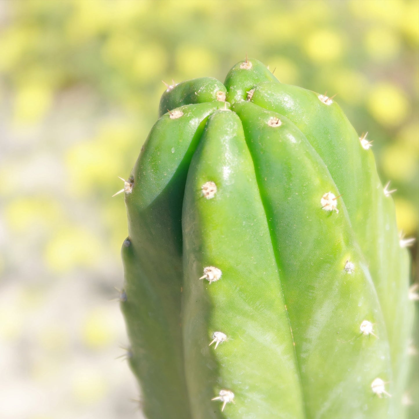 San Pedro Cactus 'Echinopsis pachanoi'