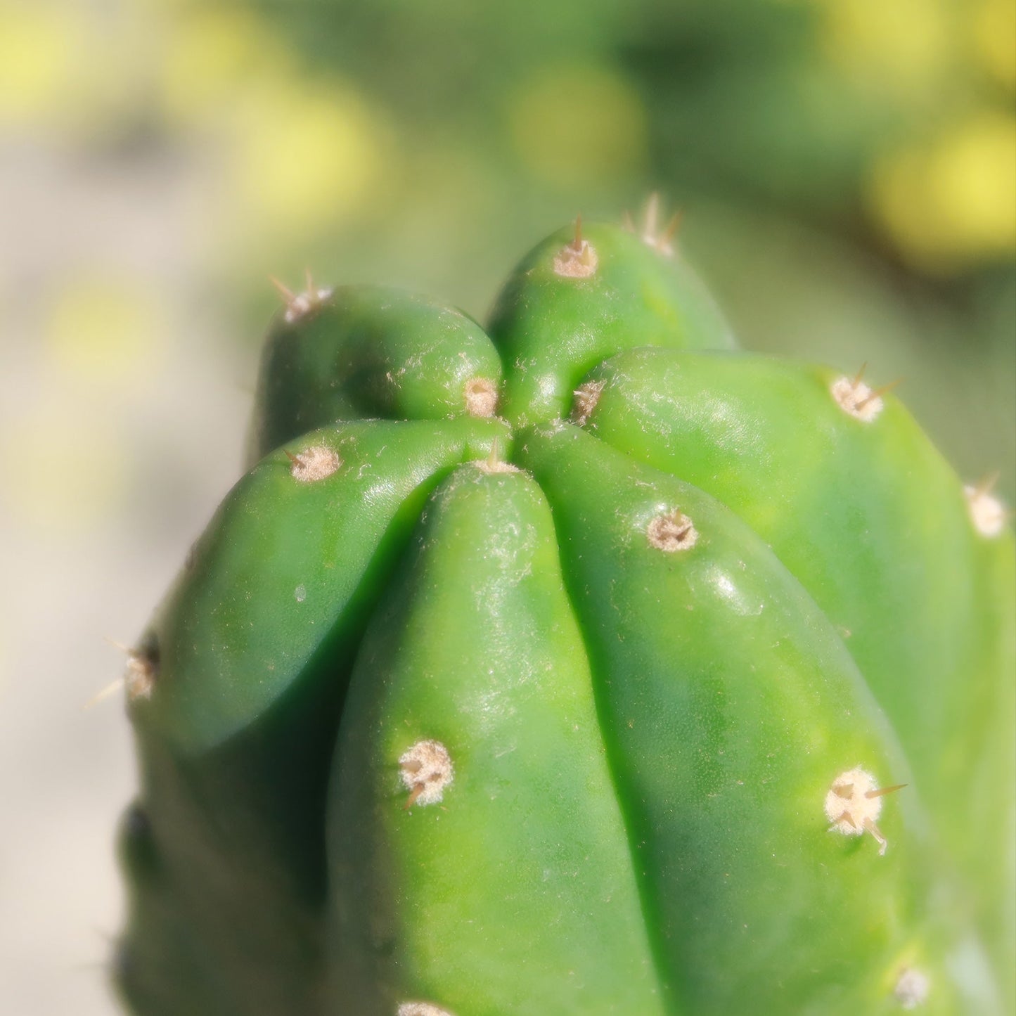 San Pedro Cactus 'Echinopsis pachanoi'