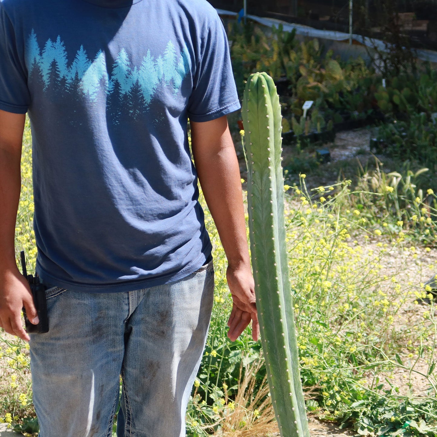 San Pedro Cactus 'Echinopsis pachanoi'