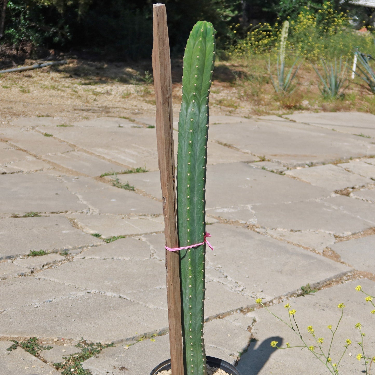 San Pedro Cactus 'Echinopsis pachanoi'