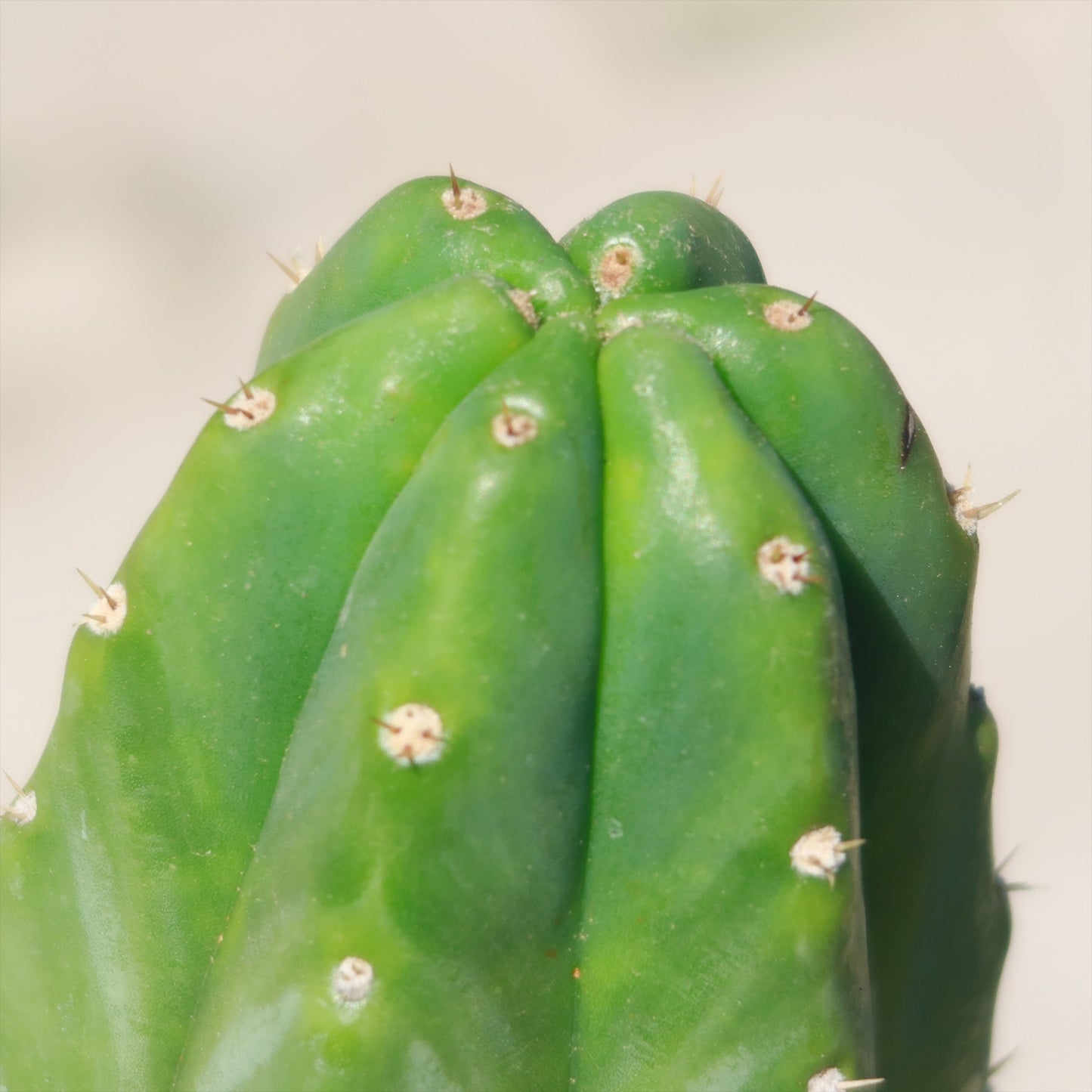 San Pedro Cactus 'Echinopsis pachanoi'