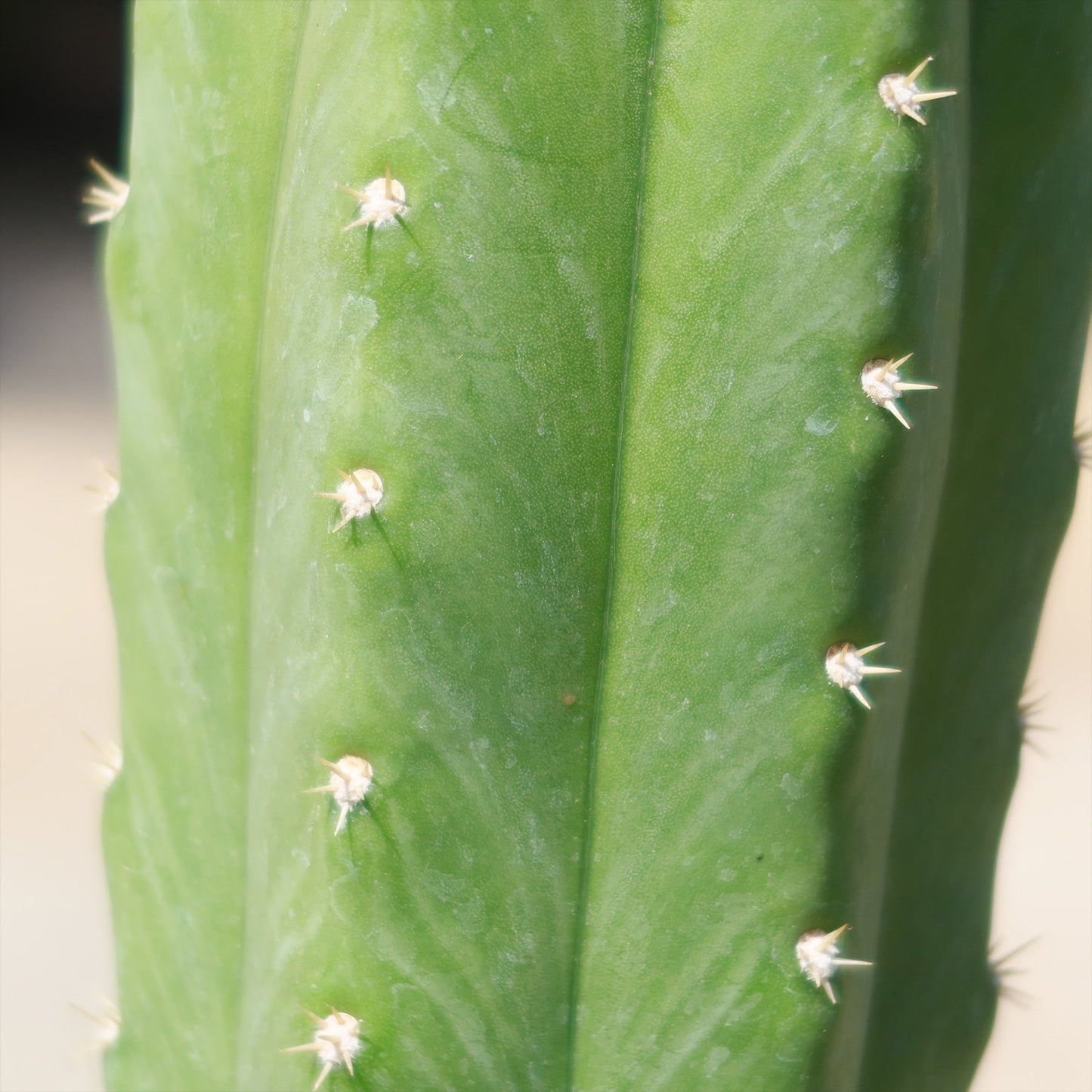 San Pedro Cactus 'Echinopsis pachanoi'