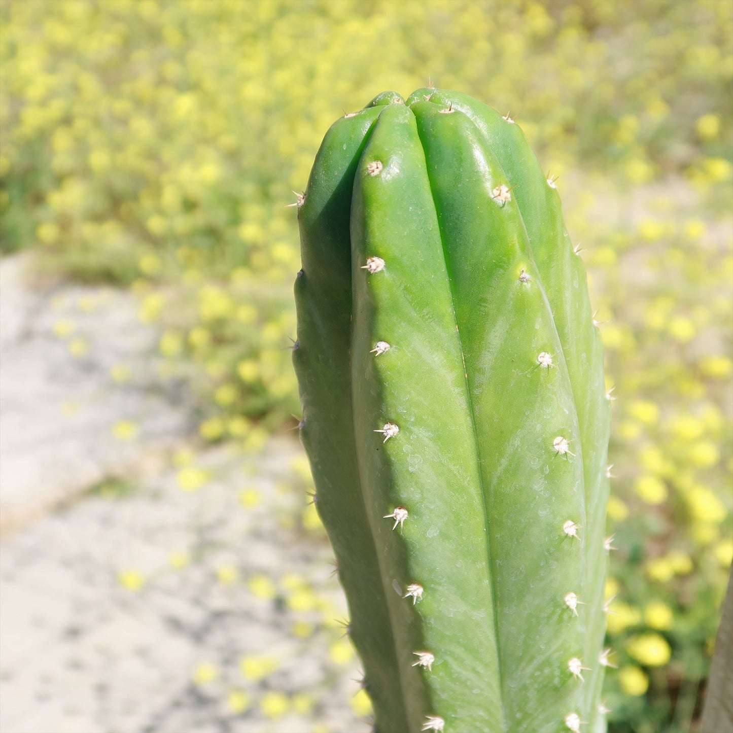 San Pedro Cactus 'Echinopsis pachanoi'
