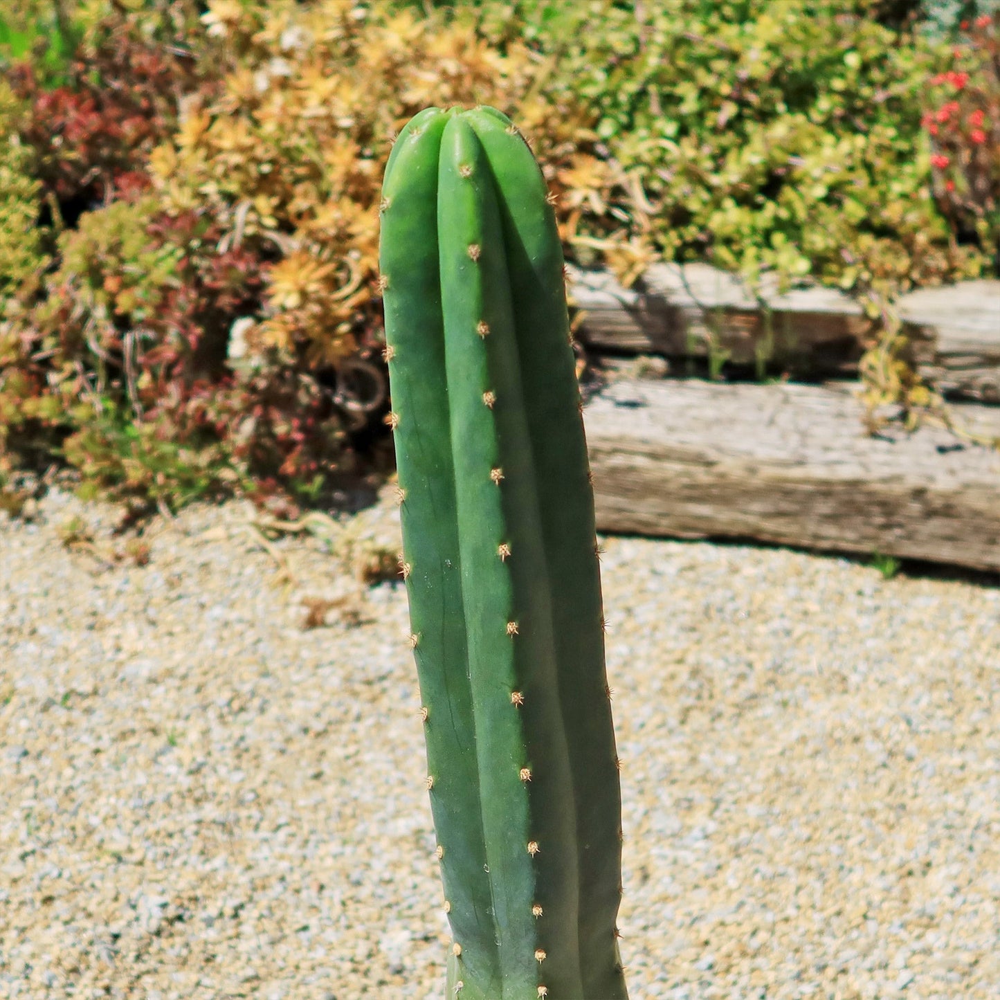 San Pedro Cactus 'Echinopsis pachanoi'