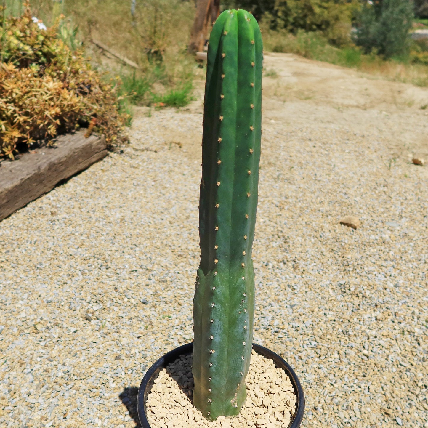 San Pedro Cactus 'Echinopsis pachanoi'