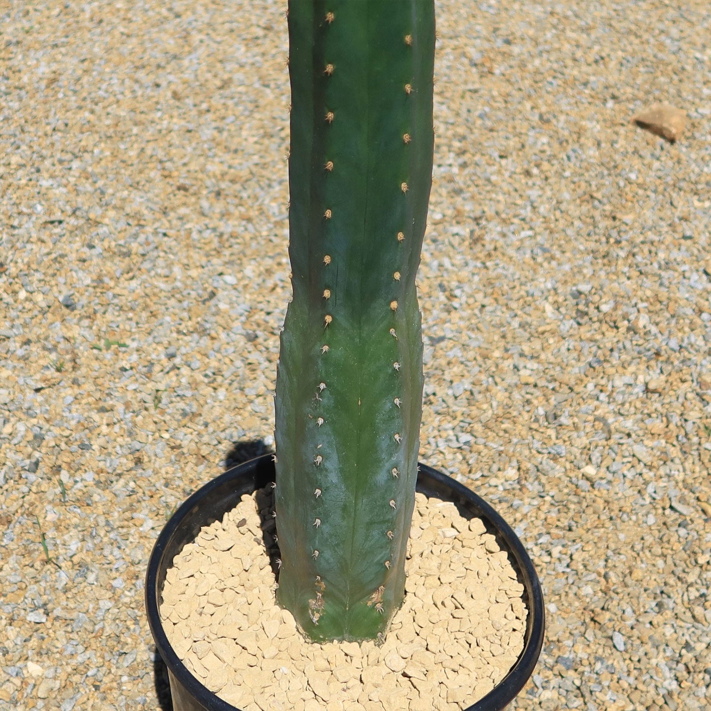 San Pedro Cactus 'Echinopsis pachanoi'