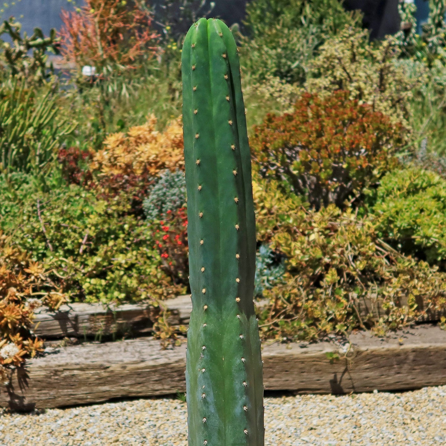 San Pedro Cactus 'Echinopsis pachanoi'
