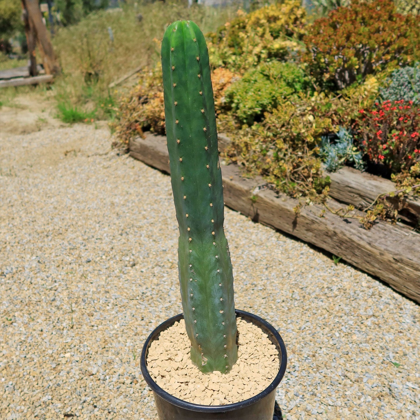 San Pedro Cactus 'Echinopsis pachanoi'
