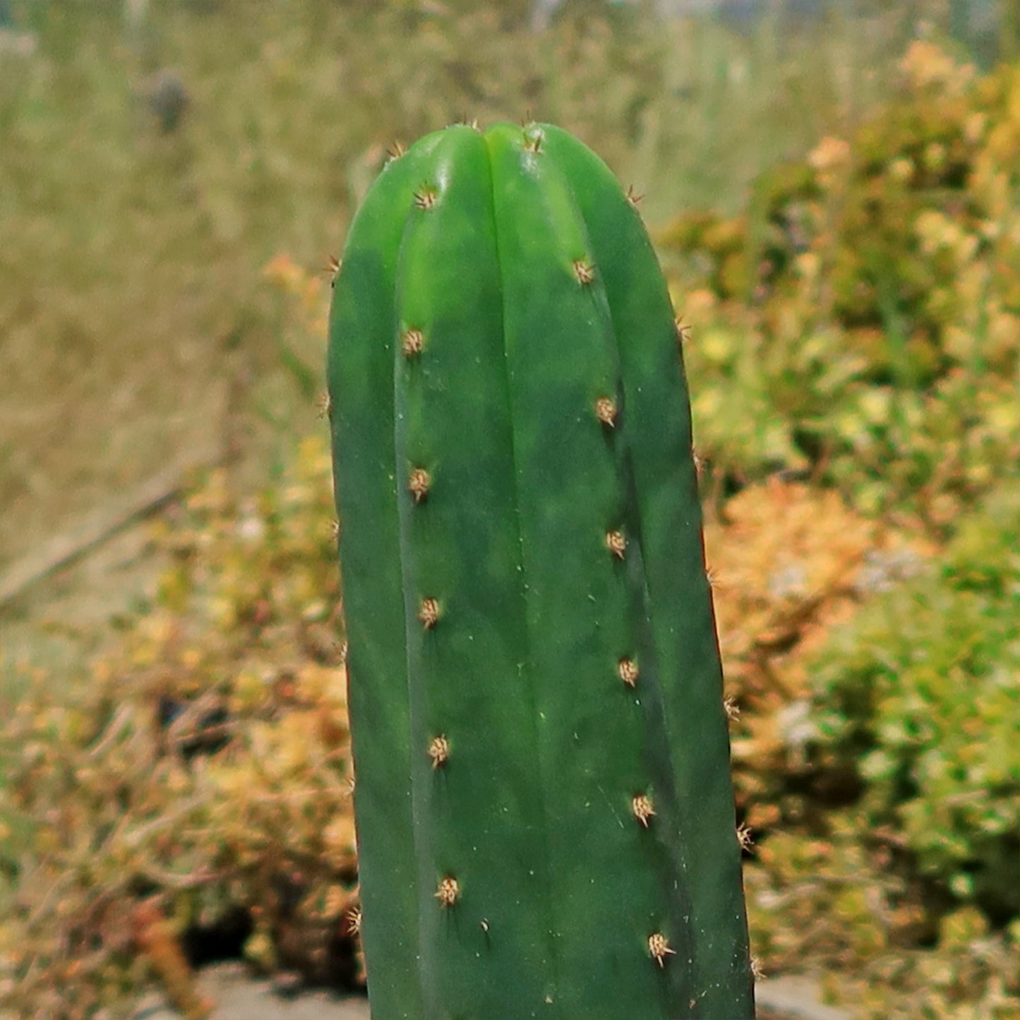 San Pedro Cactus 'Echinopsis pachanoi'