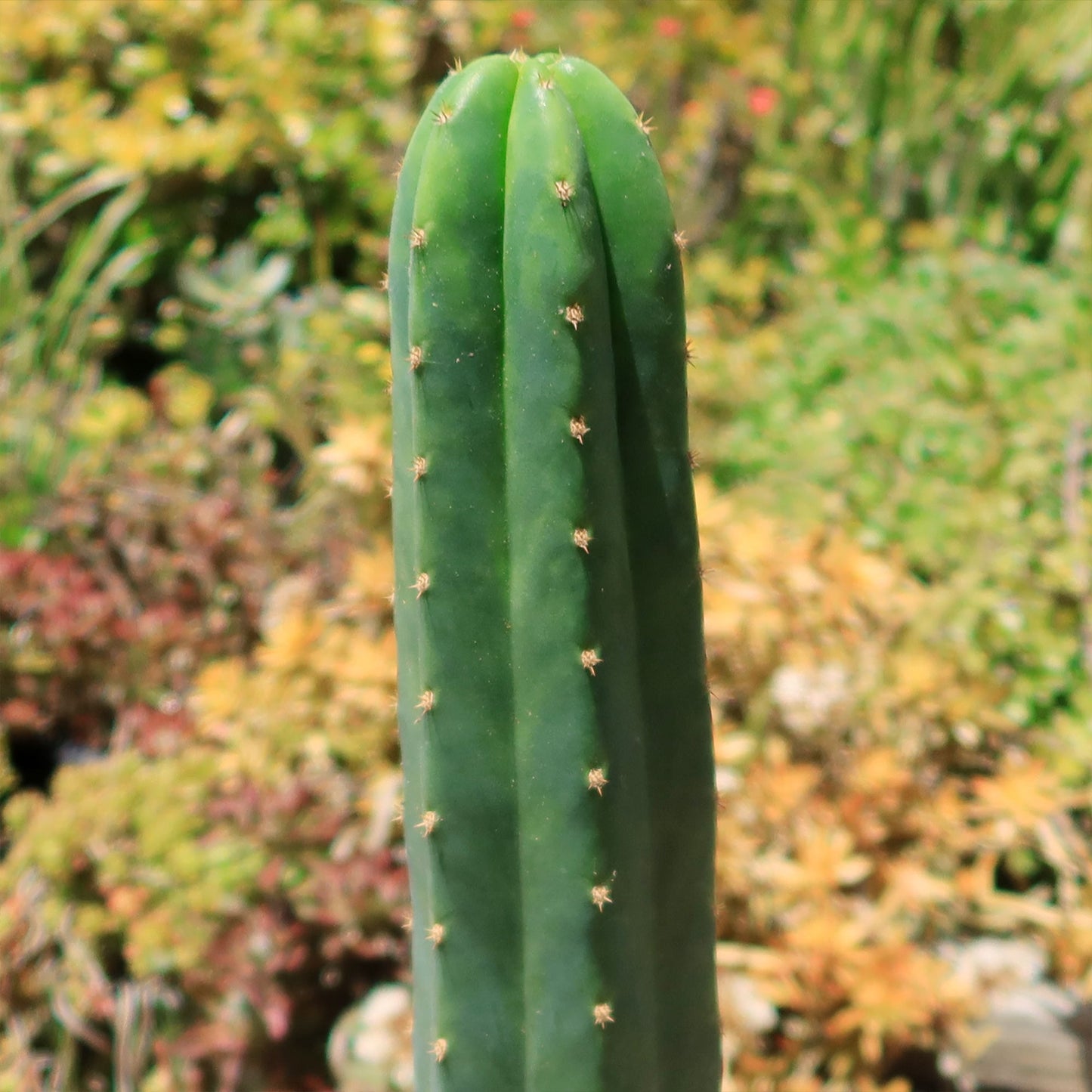 San Pedro Cactus 'Echinopsis pachanoi'