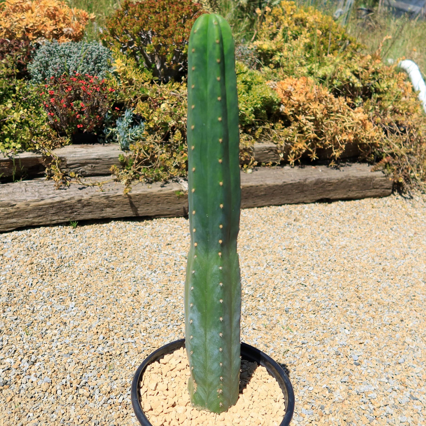 San Pedro Cactus 'Echinopsis pachanoi'
