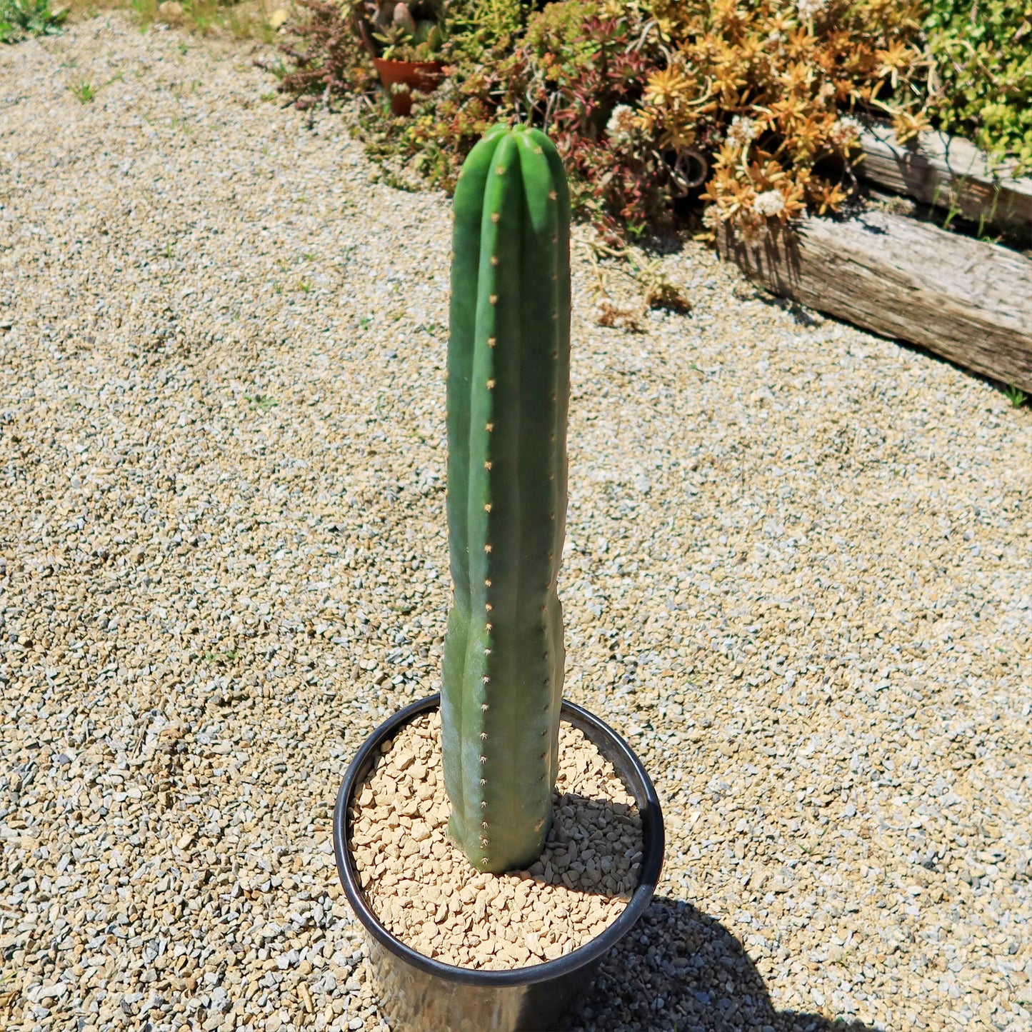 San Pedro Cactus 'Echinopsis pachanoi'
