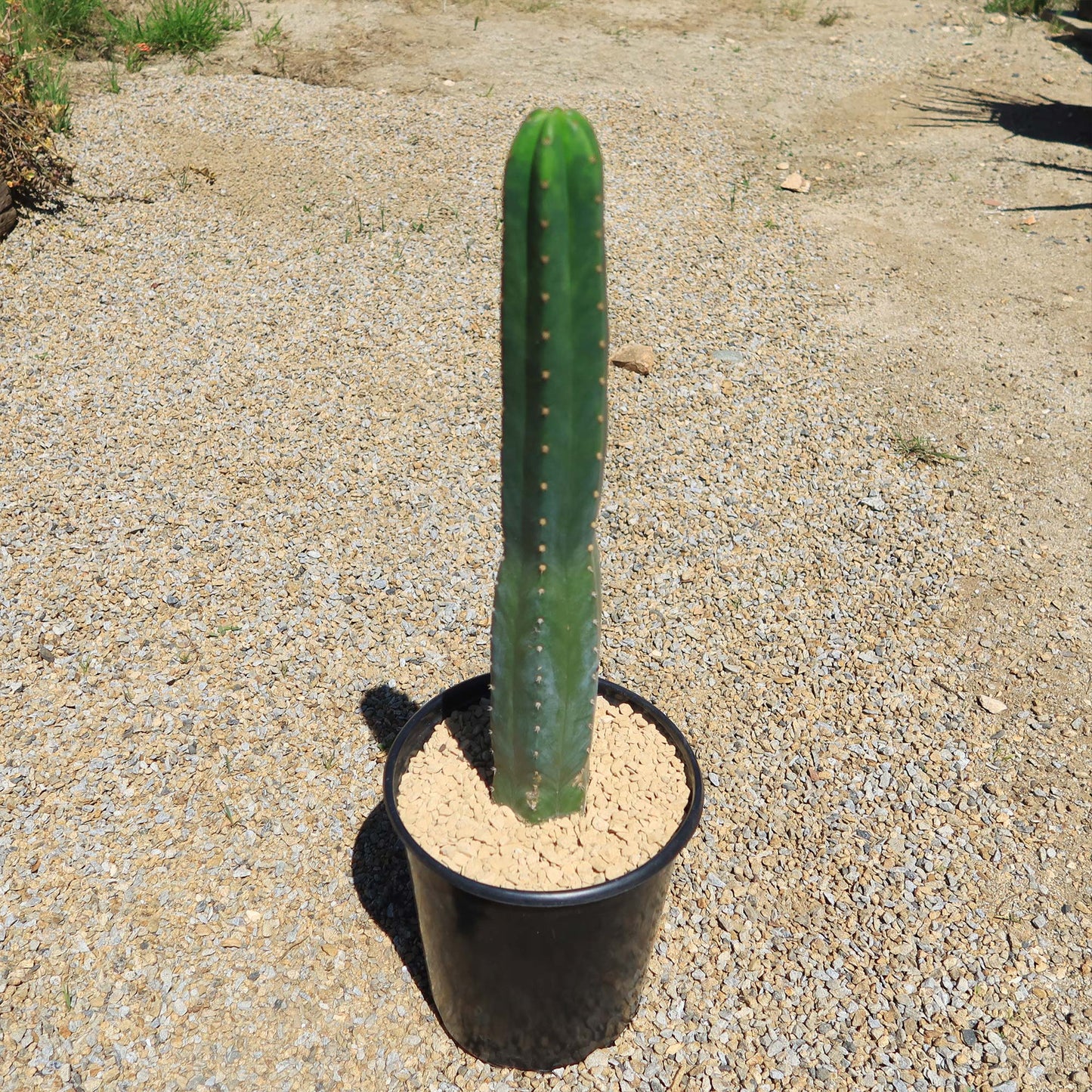 San Pedro Cactus 'Echinopsis pachanoi'