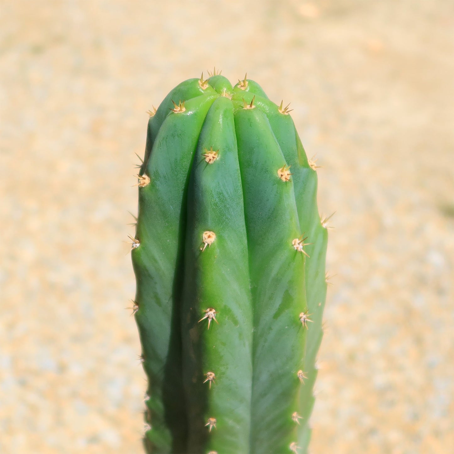 San Pedro Cactus 'Echinopsis pachanoi'