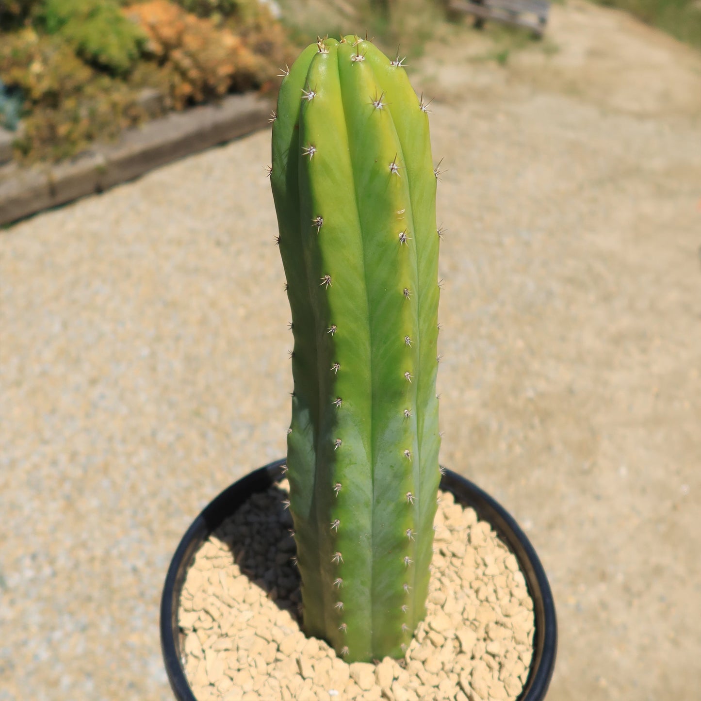 San Pedro Cactus 'Echinopsis pachanoi'