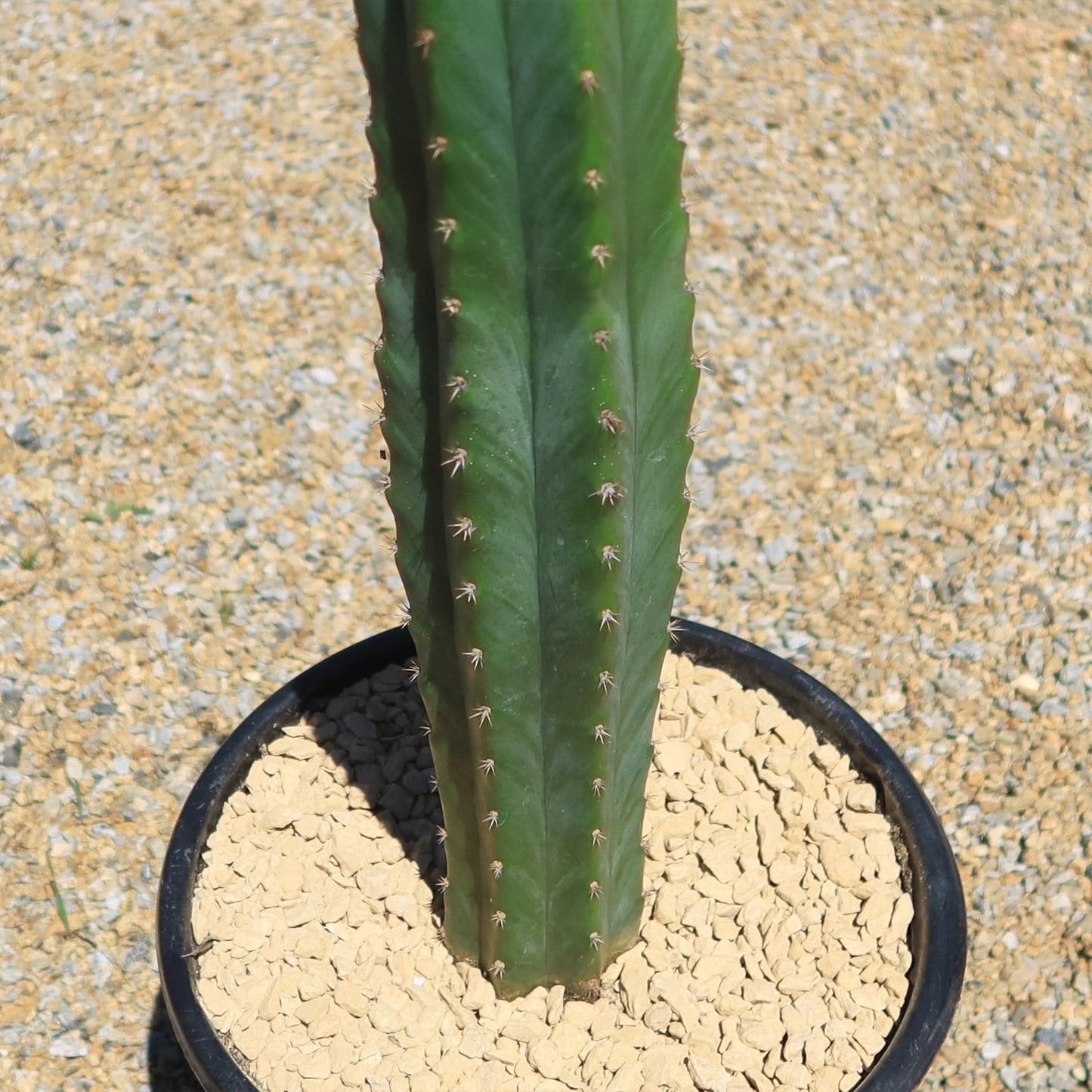 San Pedro Cactus 'Echinopsis pachanoi'