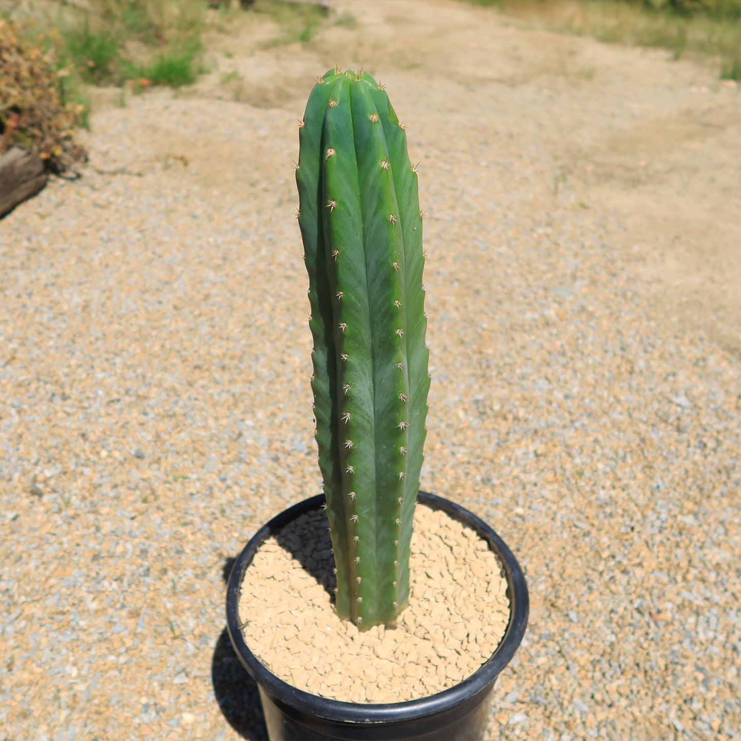 San Pedro Cactus 'Echinopsis pachanoi'
