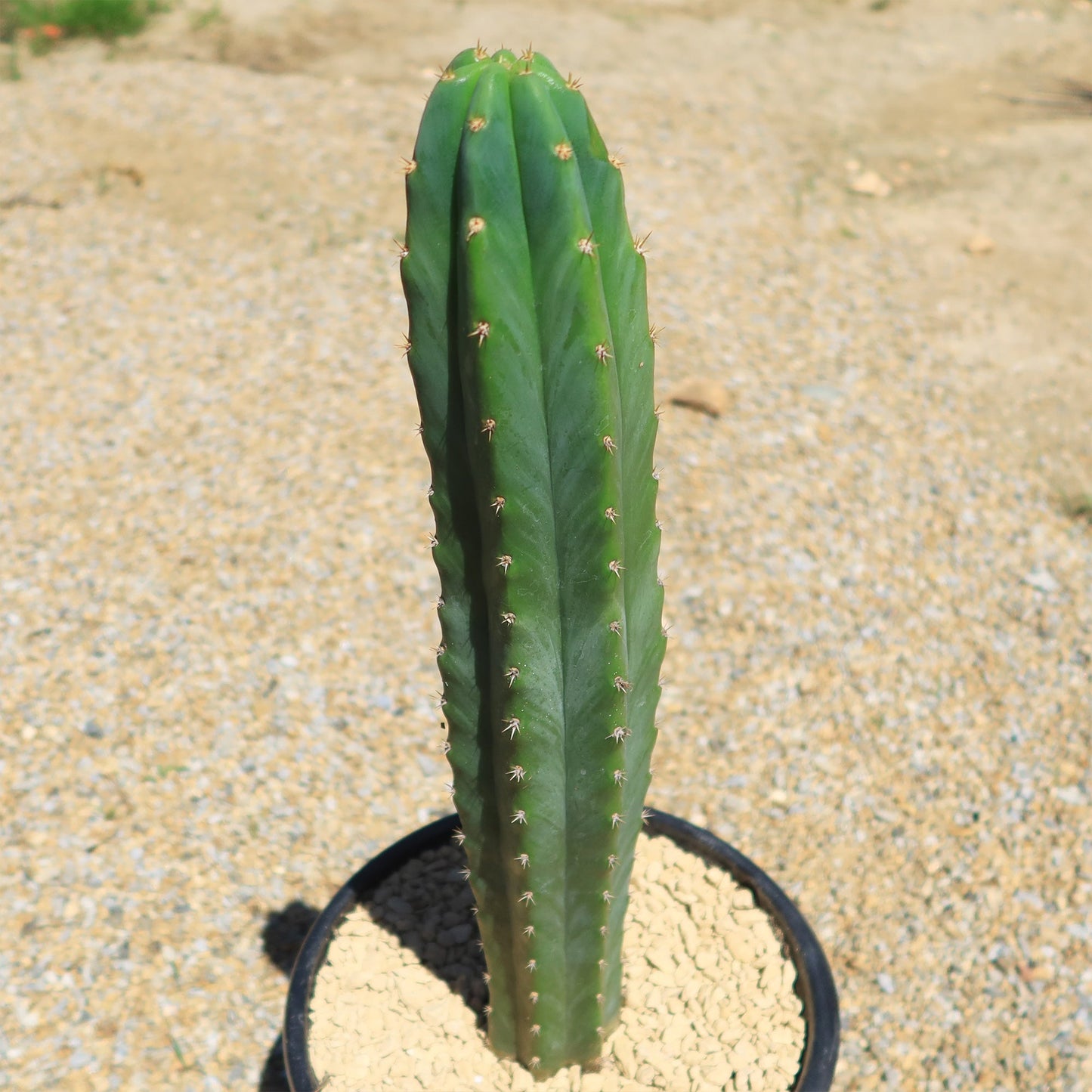 San Pedro Cactus 'Echinopsis pachanoi'