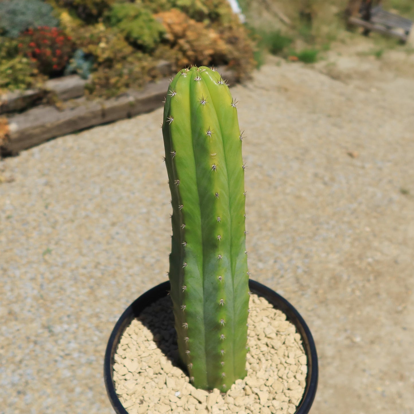 San Pedro Cactus 'Echinopsis pachanoi'
