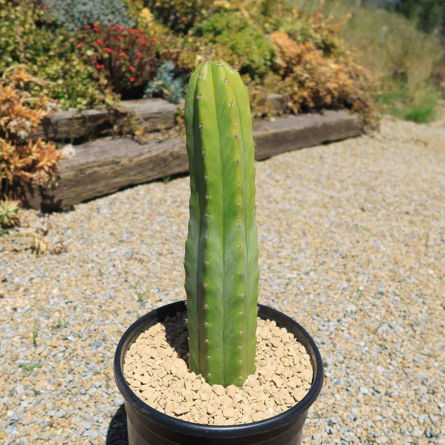 San Pedro Cactus 'Echinopsis pachanoi'