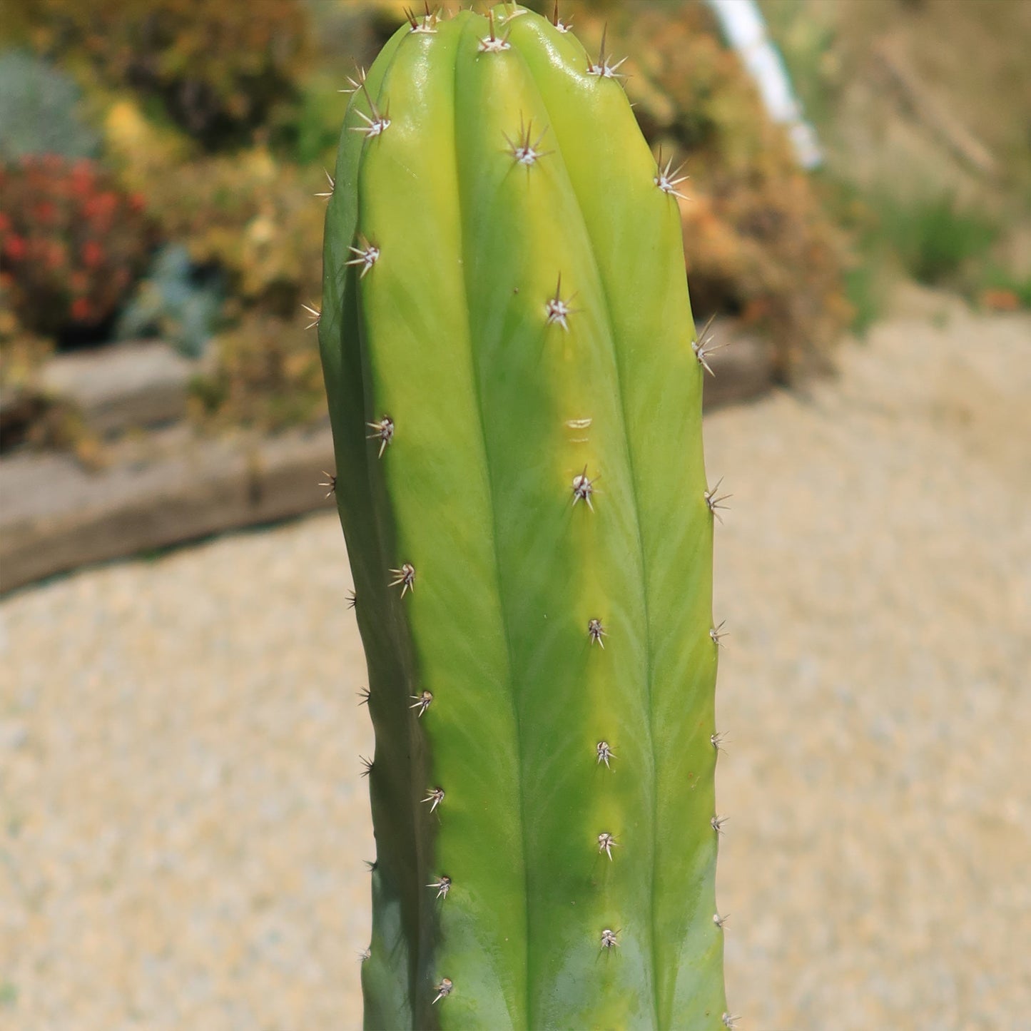 San Pedro Cactus 'Echinopsis pachanoi'