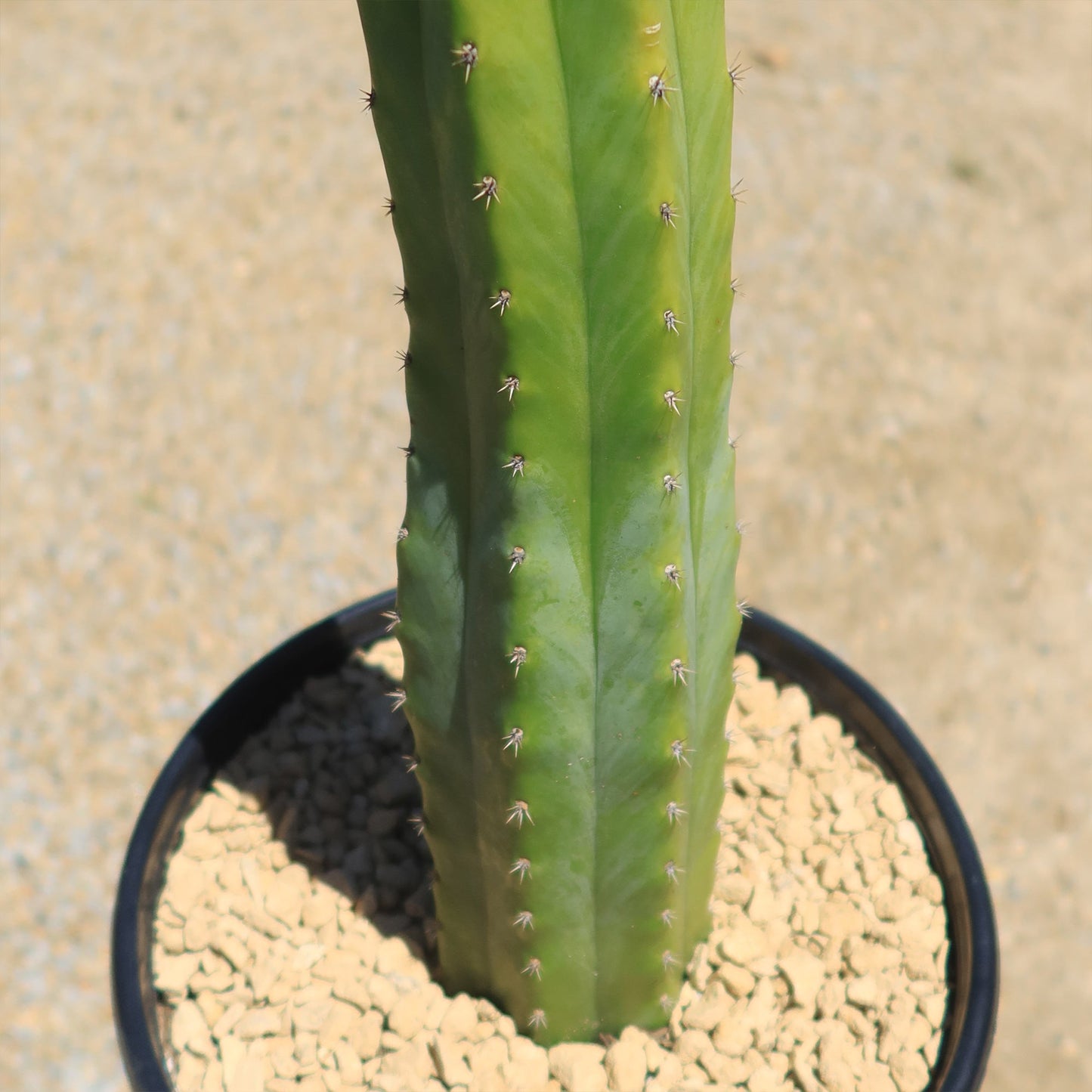San Pedro Cactus 'Echinopsis pachanoi'