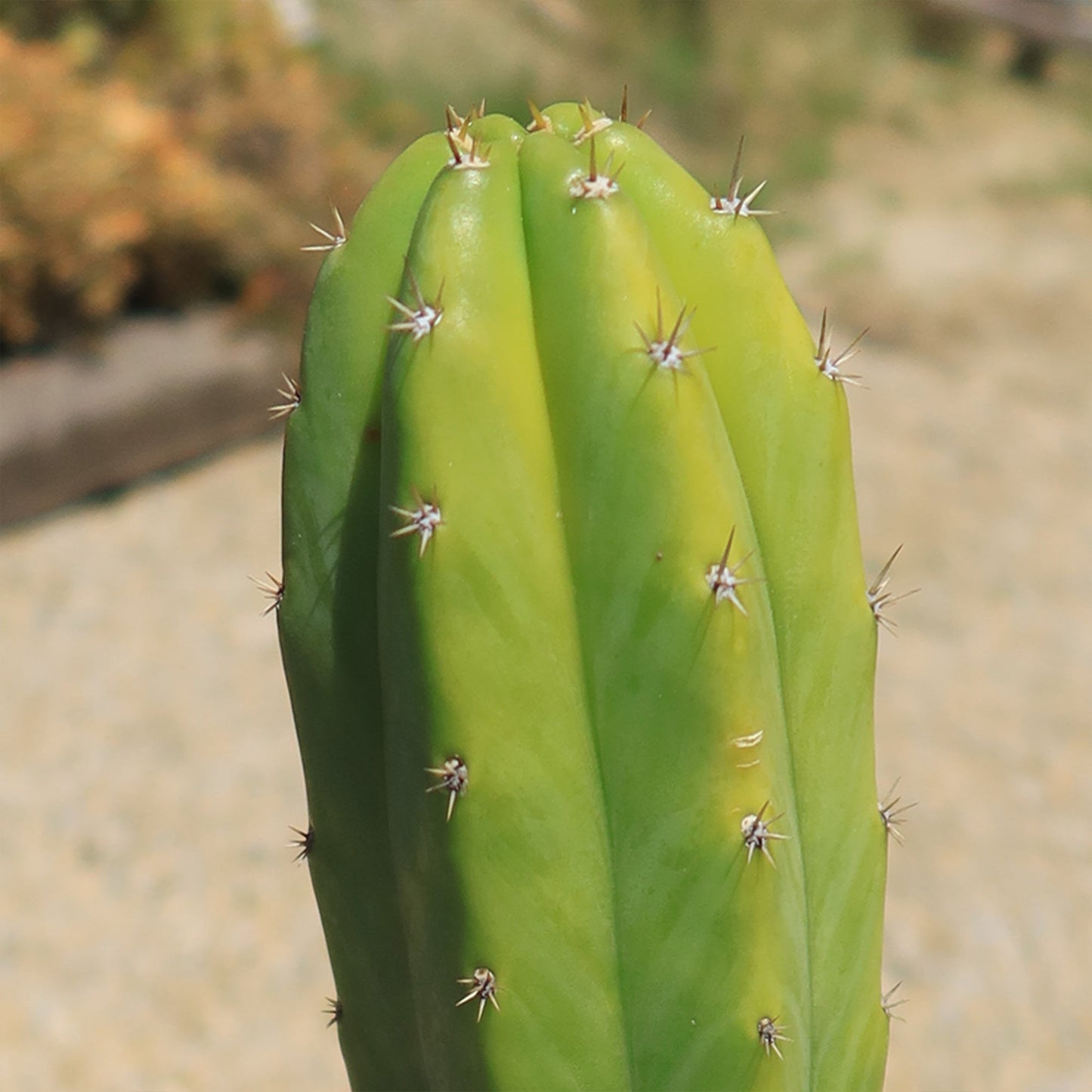 San Pedro Cactus 'Echinopsis pachanoi'