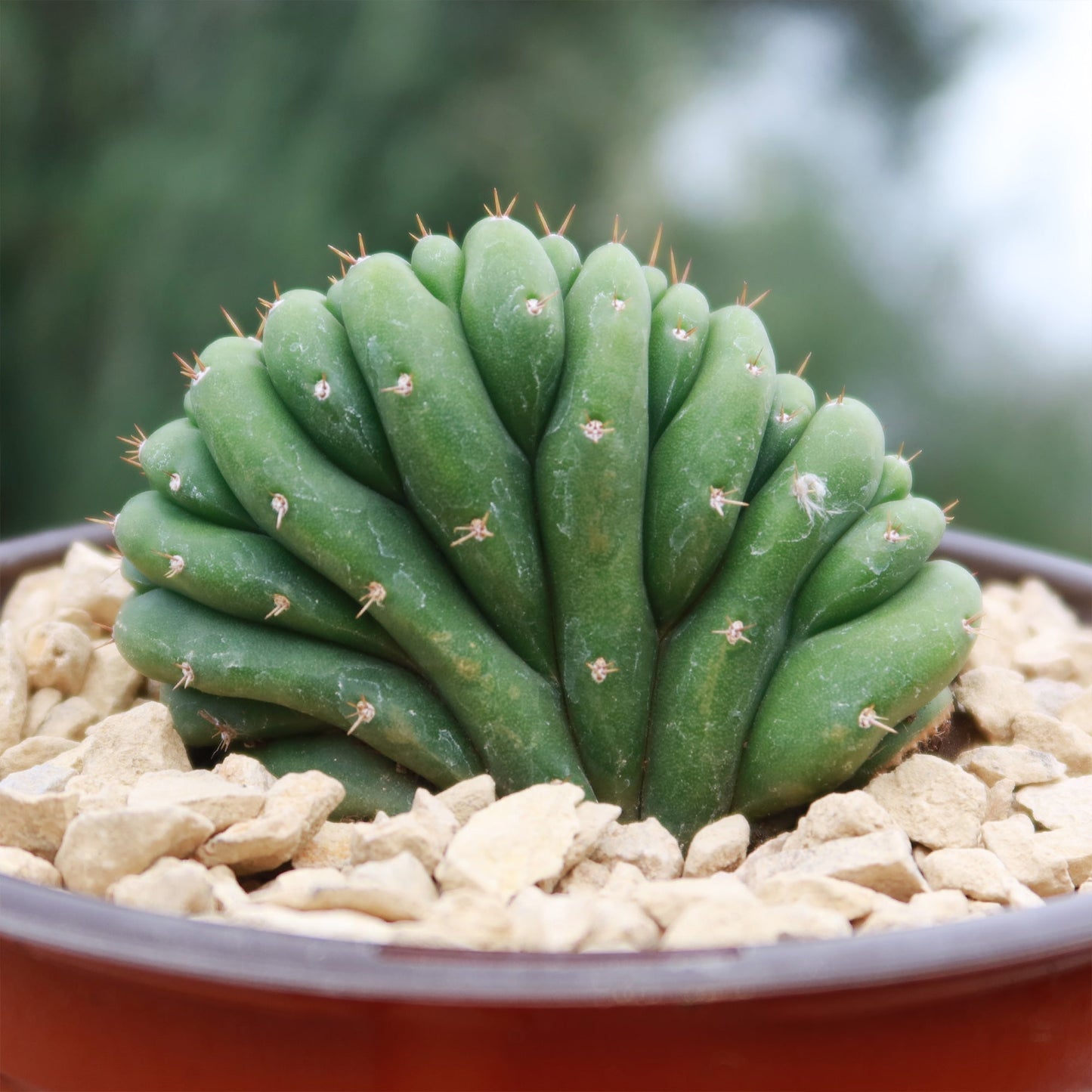 Crested San Pedro Cactus 'Echinopsis pachanoi cristata'