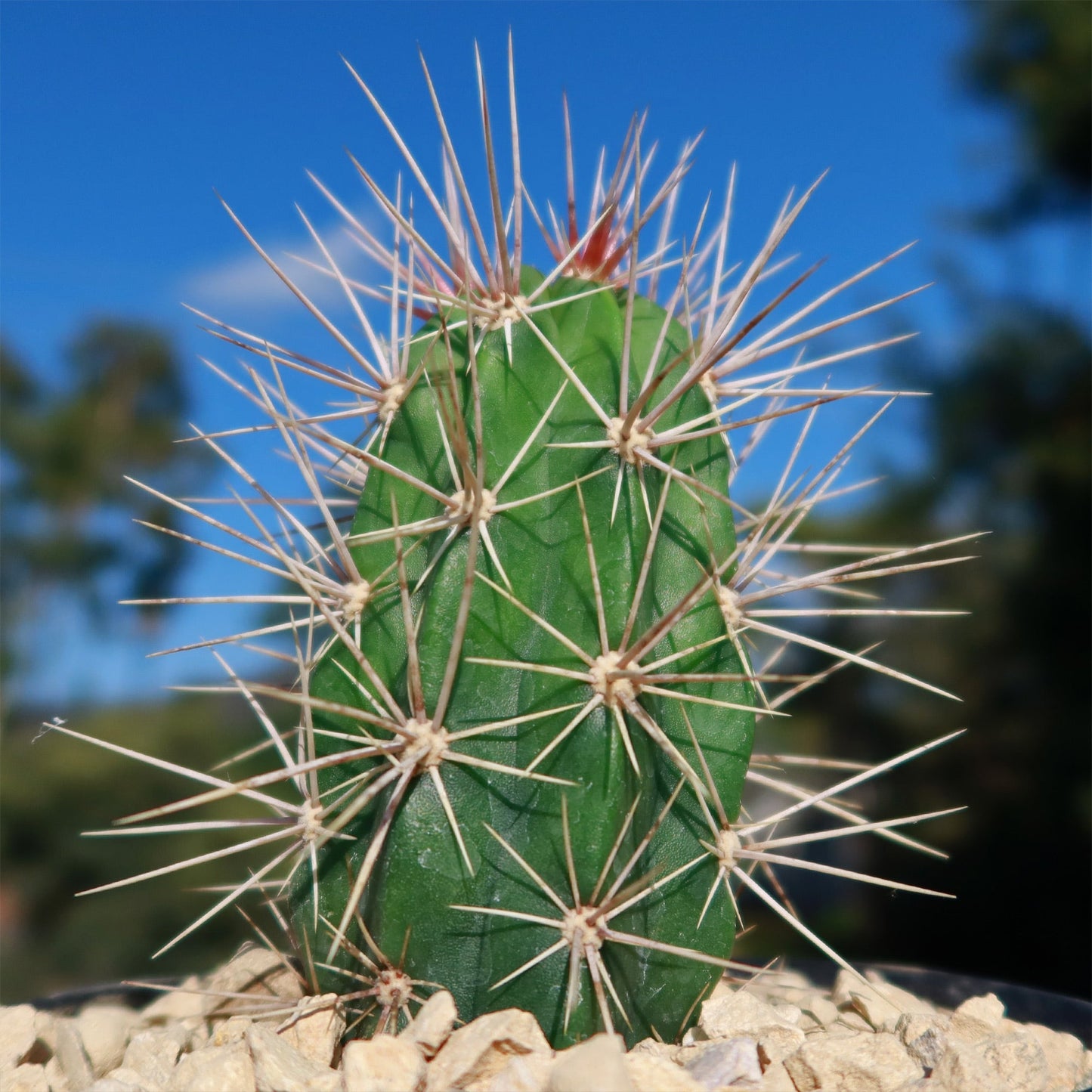 Scarlet Hedgehog Cactus 'Echinocereus coccineus'