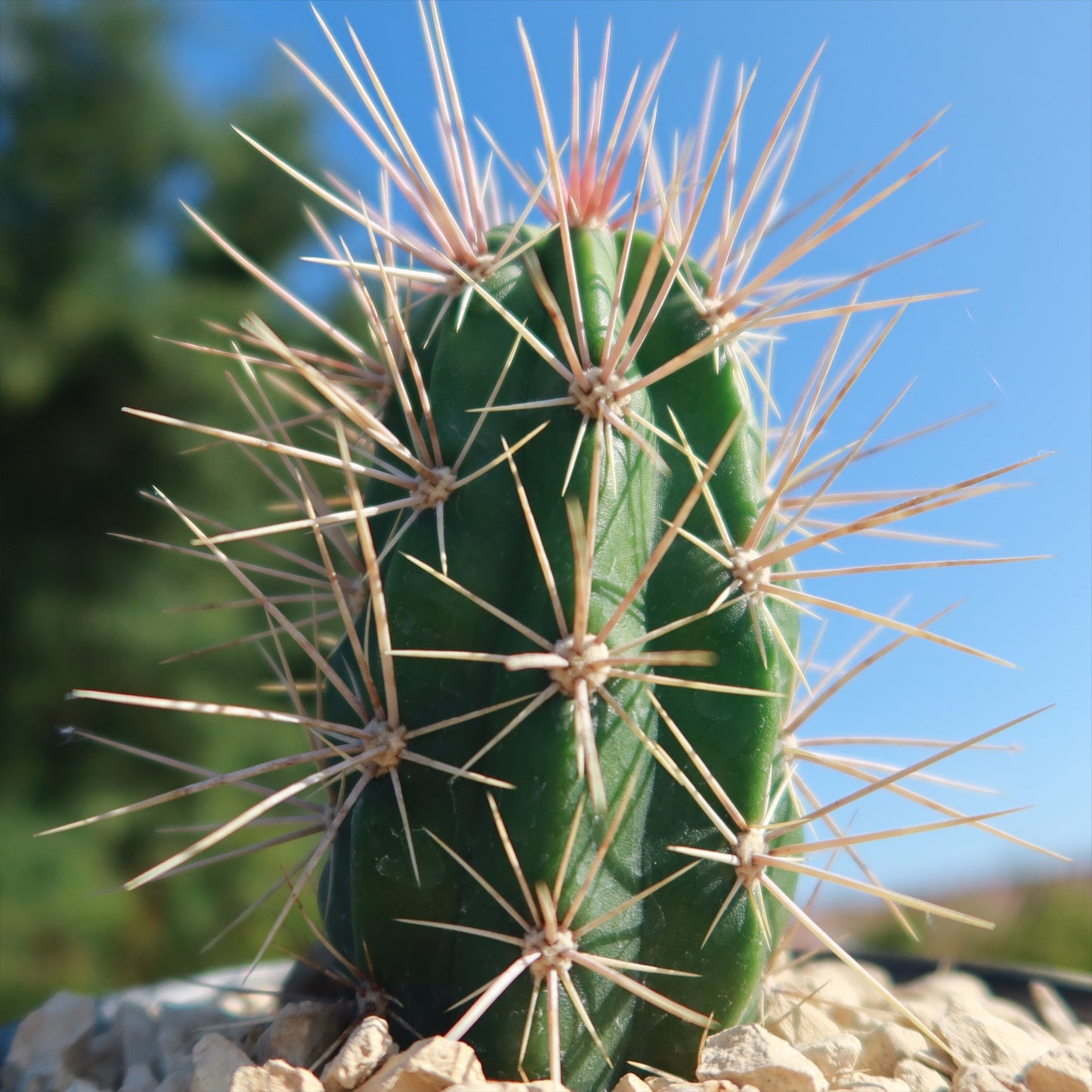 Scarlet Hedgehog Cactus 'Echinocereus coccineus'