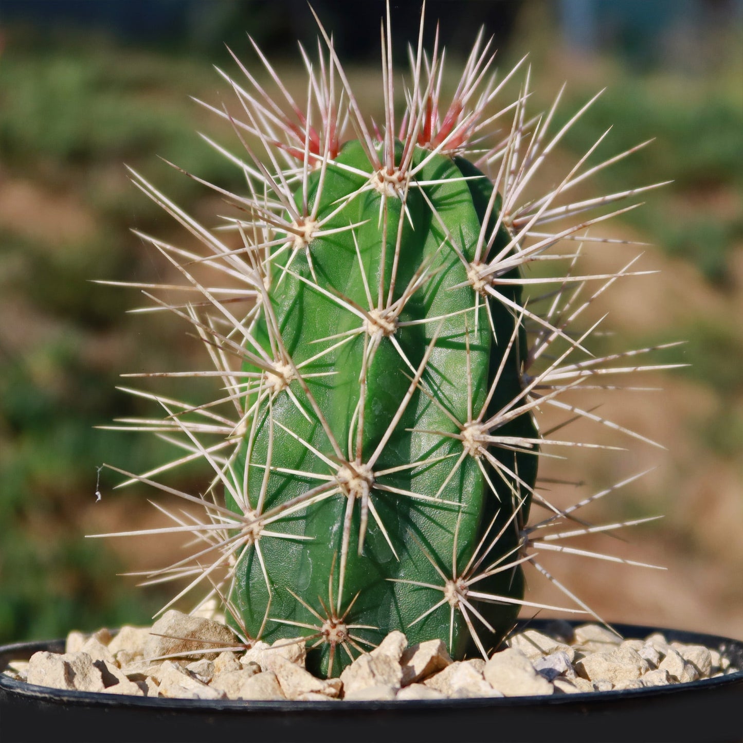Scarlet Hedgehog Cactus 'Echinocereus coccineus'