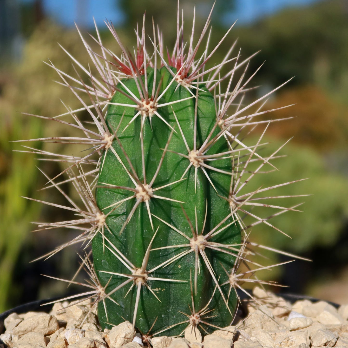 Scarlet Hedgehog Cactus 'Echinocereus coccineus'