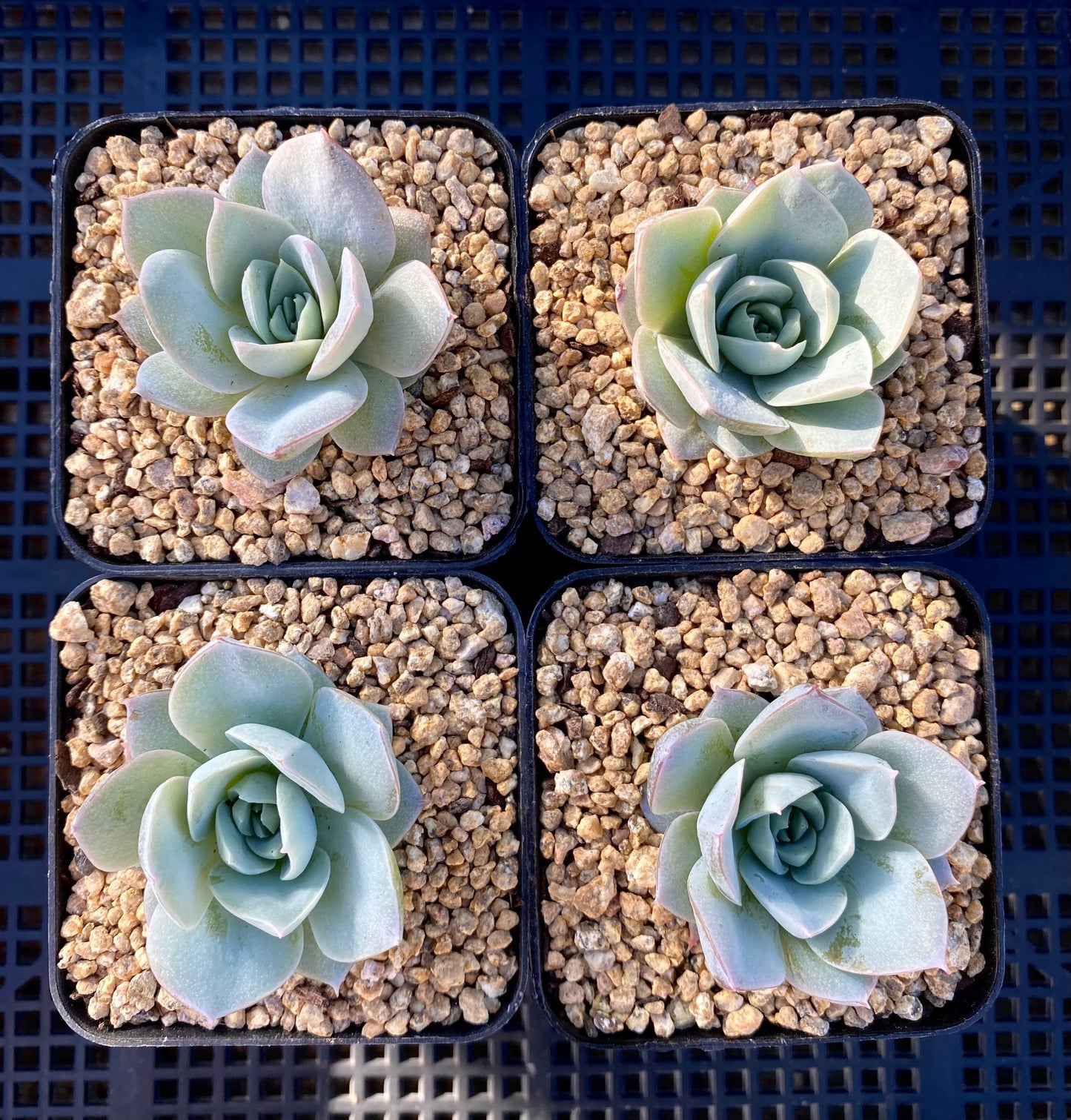 Sedeveria blue lotus / sedum suaveolens