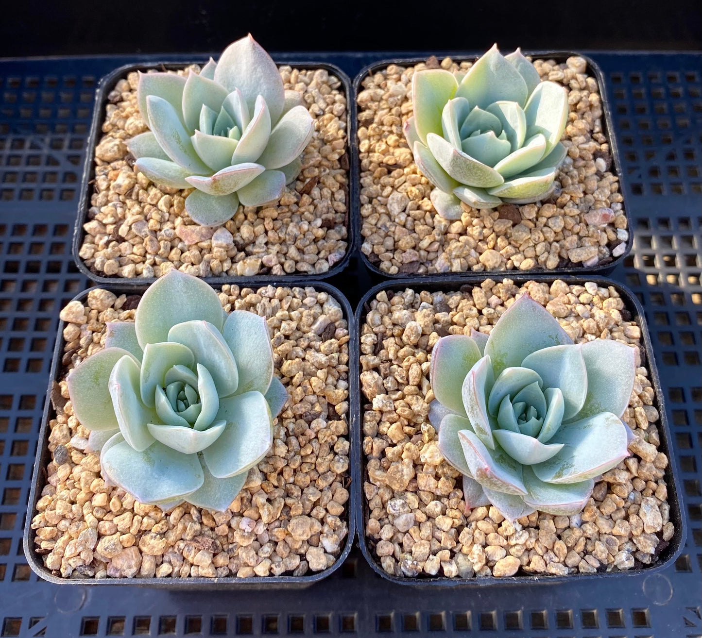Sedeveria blue lotus / sedum suaveolens
