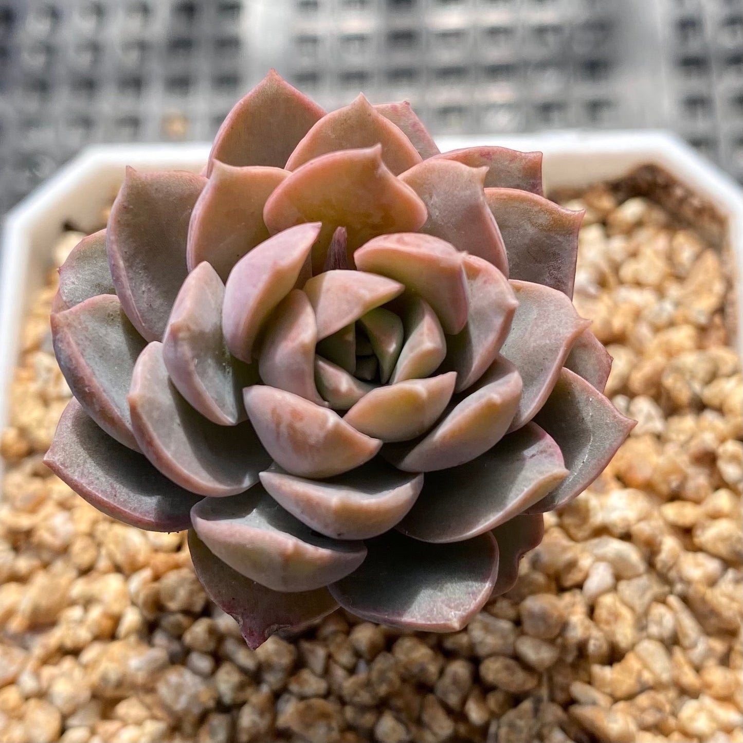 Sedeveria Purple Drop aka victor