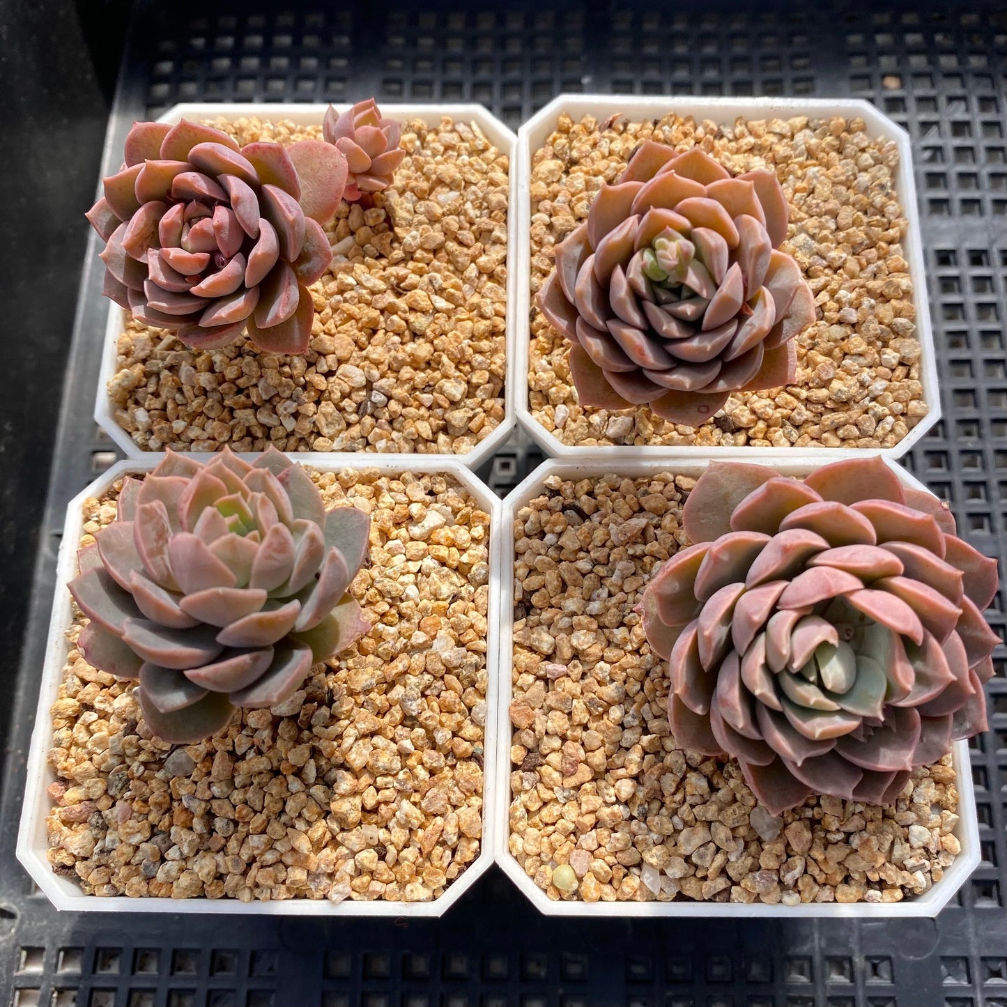 Sedeveria Purple Drop aka victor
