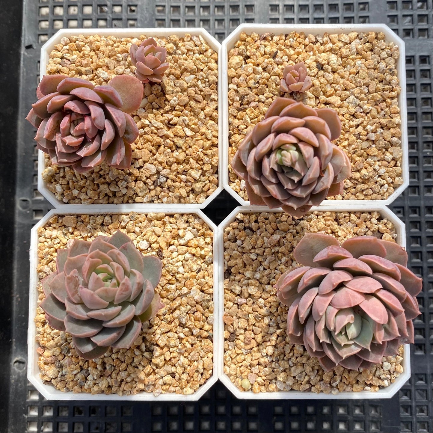 Sedeveria Purple Drop aka victor