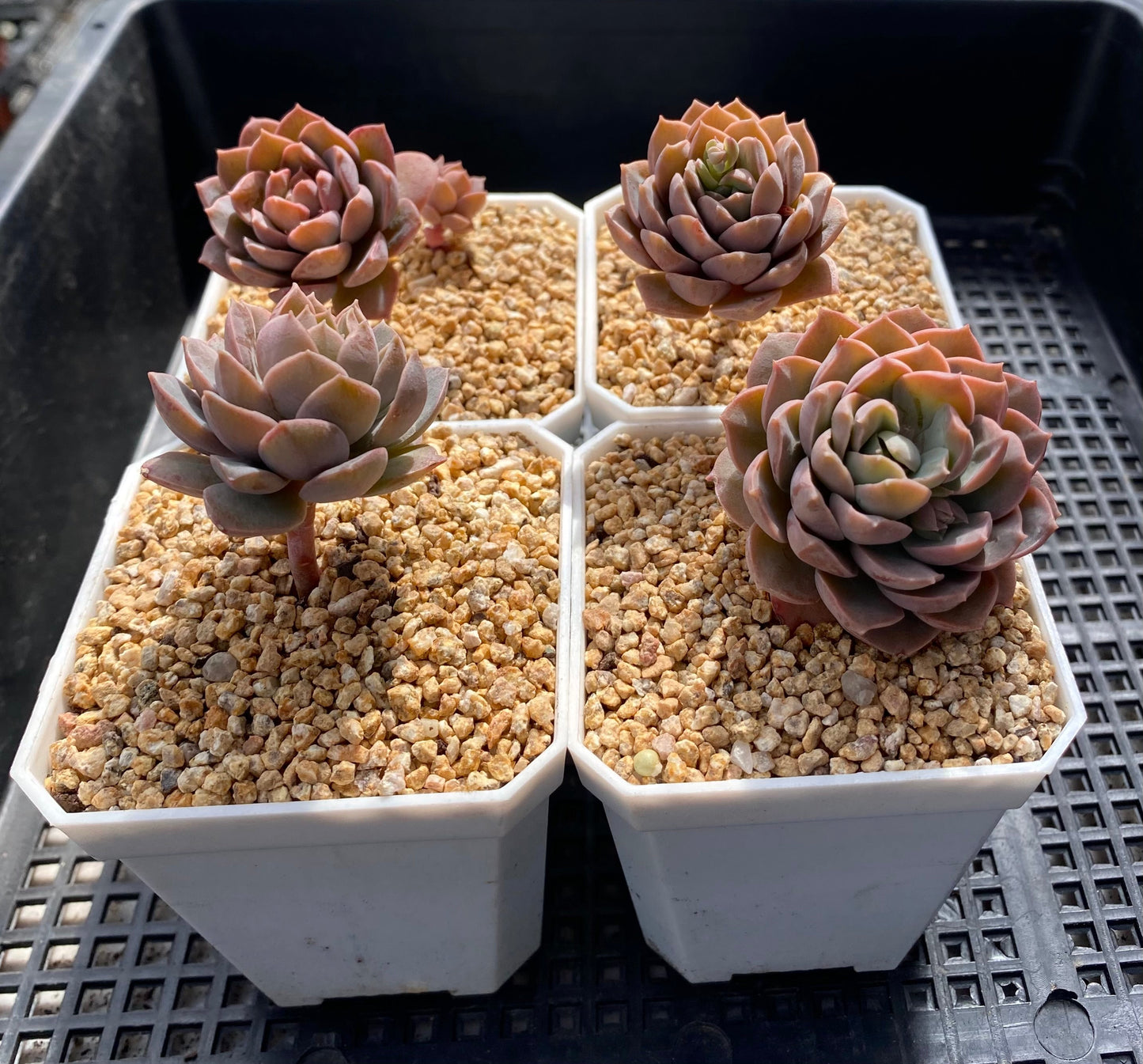 Sedeveria Purple Drop aka victor